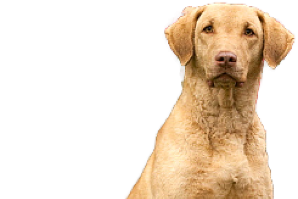 Chesapeake Bay Retriever