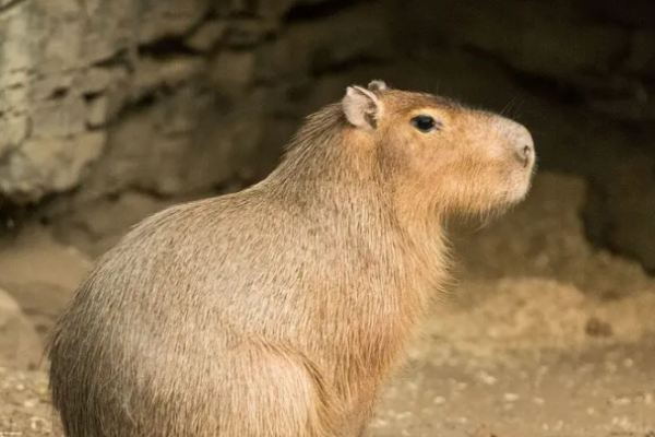 Capibara