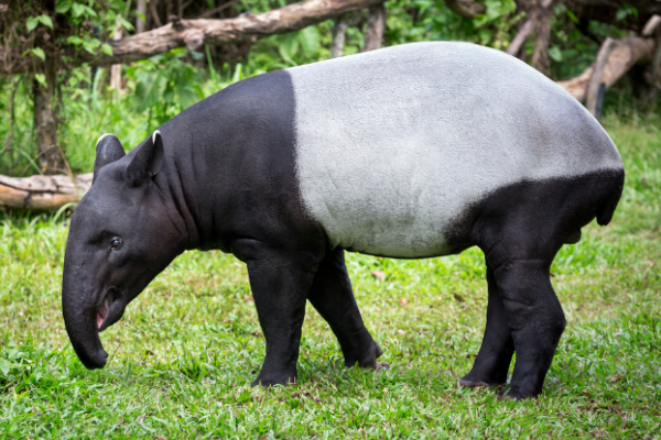 Tapiro