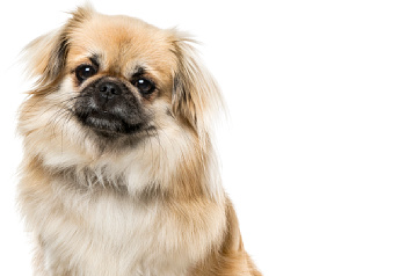 Tibetan Spaniel