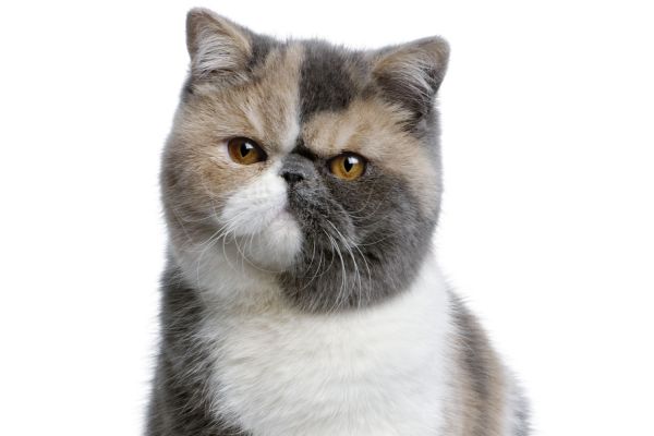 Gatto Exotic Shorthair