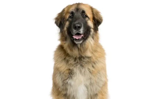 Leonberger