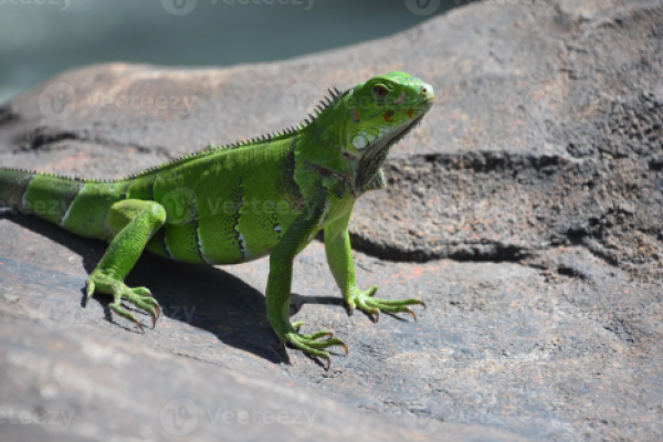 Iguana verde