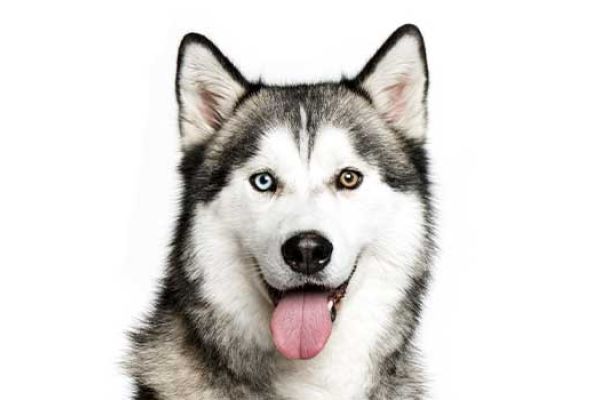 Husky