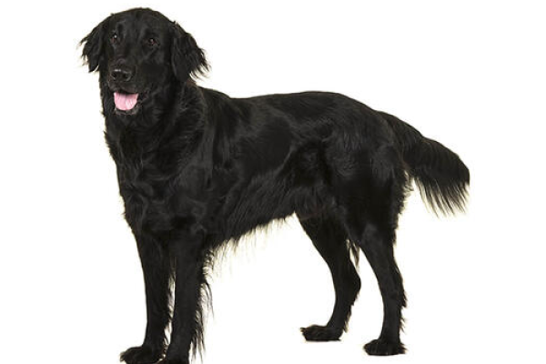 Flat-Coated Retriever