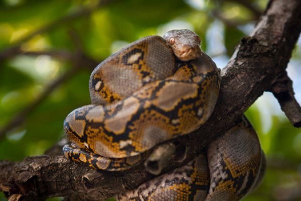 Gli insaziabili pitoni delle Everglades