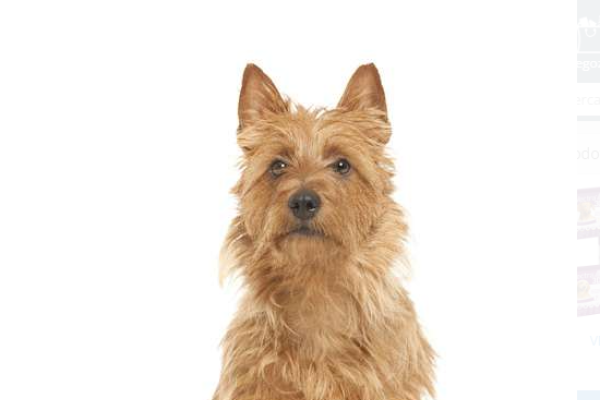 Australian terrier