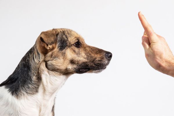 Come farsi obbedire dal cane