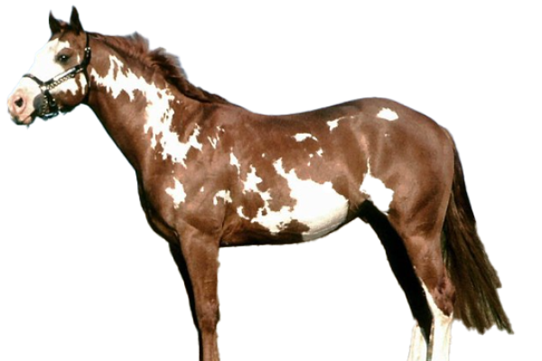 american paint horse