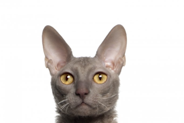 Gatto Cornish Rex