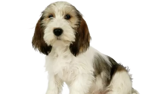 Petit Basset Griffon Vendéen