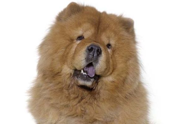 Chow Chow