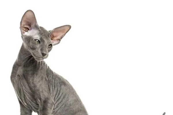 Gatto Peterbald