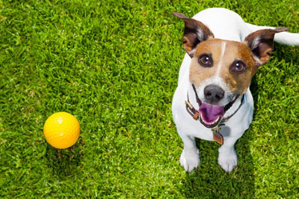 Conoscere e capire il proprio cane