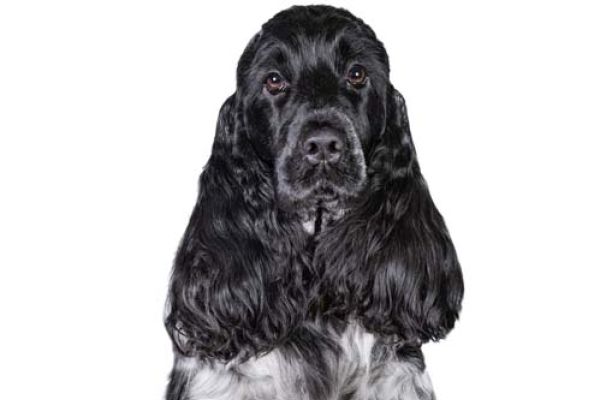 Cocker Spaniel Inglese