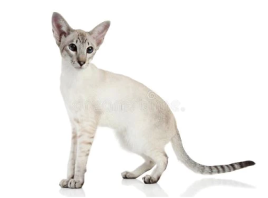 Gatto Colorpoint shorthair