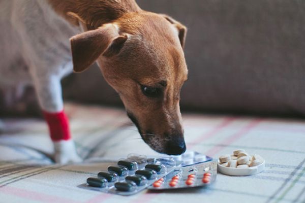 Farmaci per animali