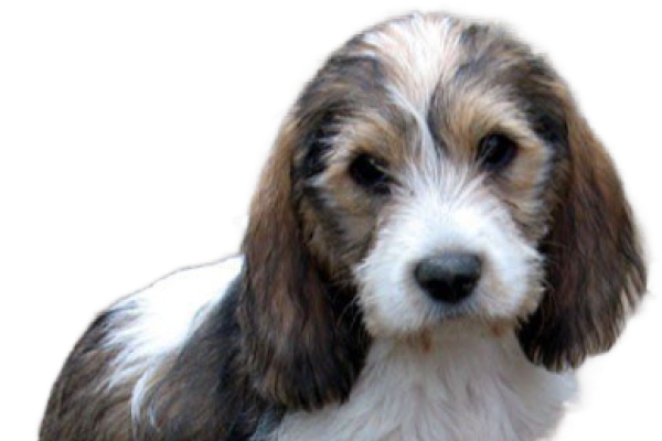 Grand Basset Griffon Vendèen