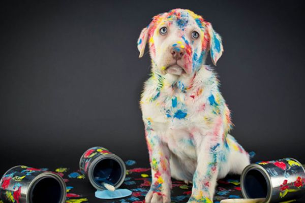 Avvelenamento da piombo nel cane