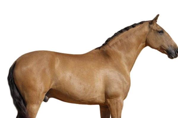 Cavallo Lusitano