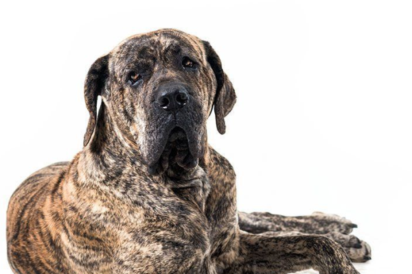 Fila Brasileiro