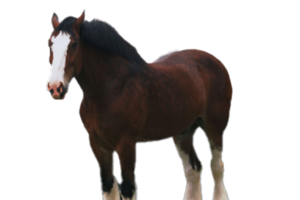 Cavallo Clydesdale