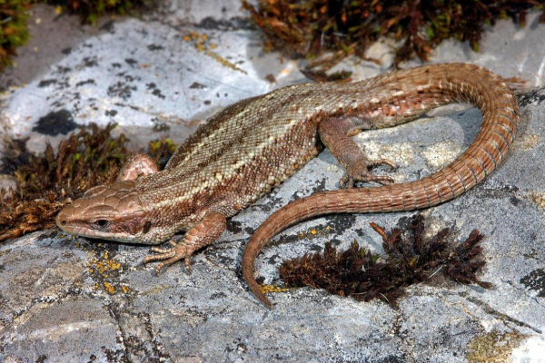 Lucertola vivipara