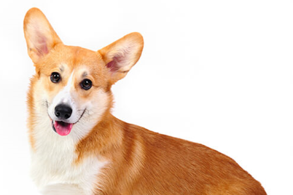 Welsh Corgi Pembroke