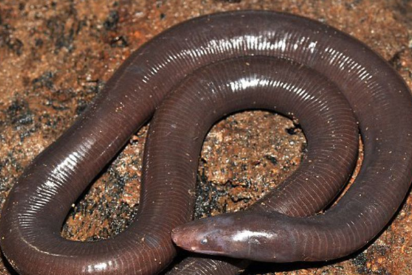 Serpenti vermiformi