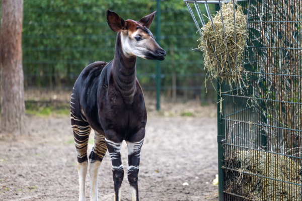 Okapi