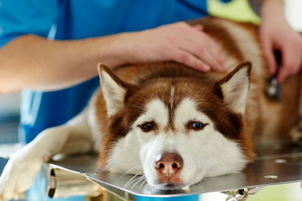 Assicurazione veterinaria per cane