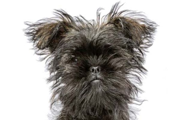 Affenpinscher