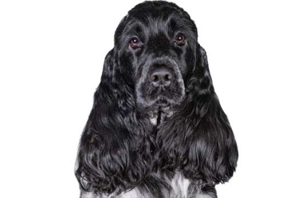 Cocker Spaniel Inglese