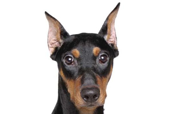 Zwergpinscher