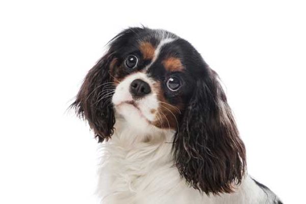 Cavalier King