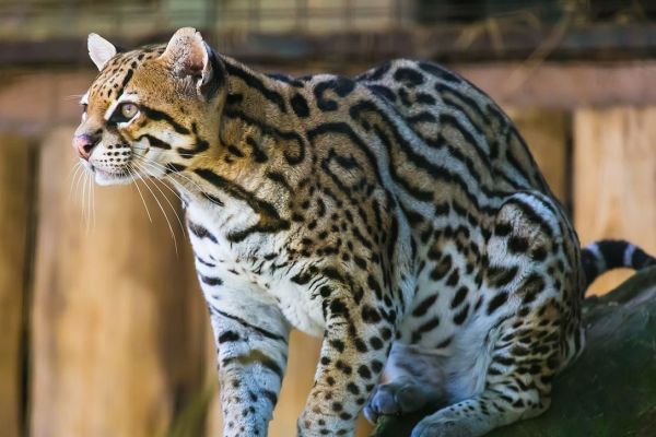 Ocelot