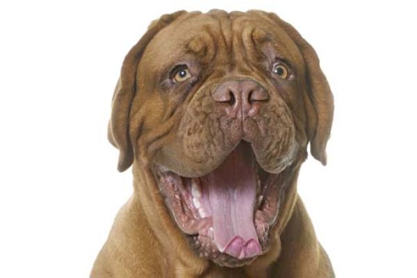 Dogue de Bordeaux