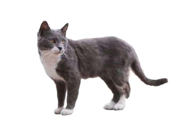 Brazilian Shorthair