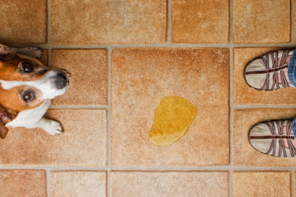 Cane fa i bisogni in casa