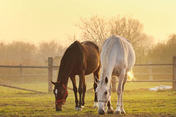 Alimentazione del cavallo