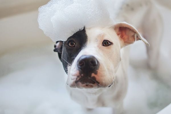 Fare il bagno al cane