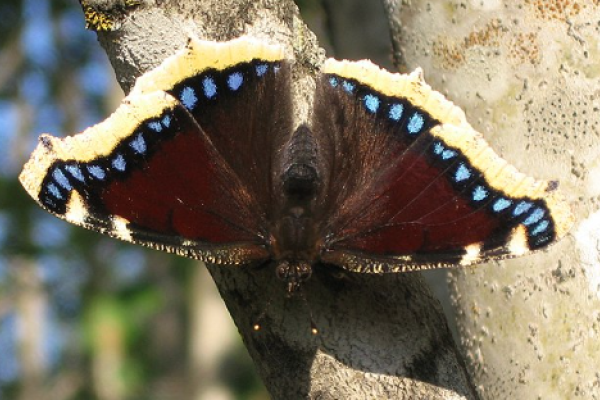 Vanessa antiopa