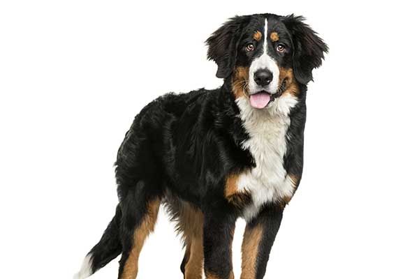 Bernese Mountain Dog