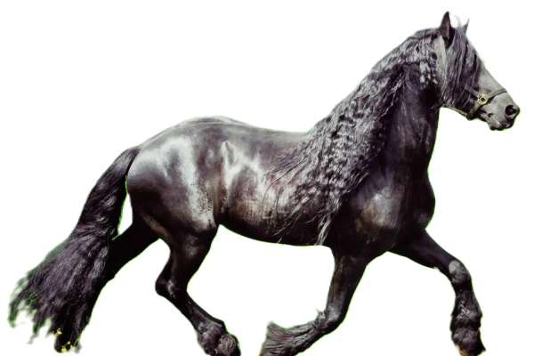 Cavallo Frisone Orientale