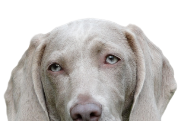 Weimaraner