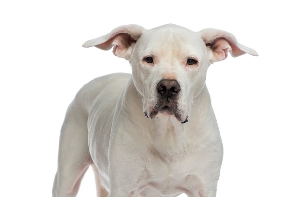 Dogo Argentino