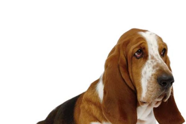 Bassethound