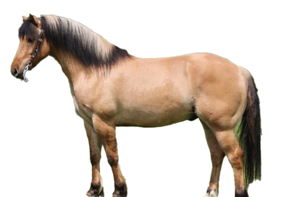 Cavallo Quarter Horse