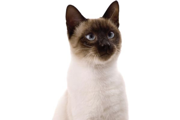 Gatto Siamese