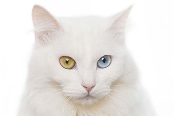 Gatto angora turco